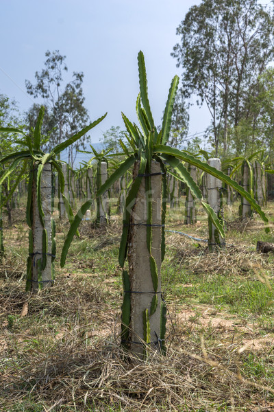 Field of young dragon fruit plants lead on concrete poles. Stock photo © Klodien