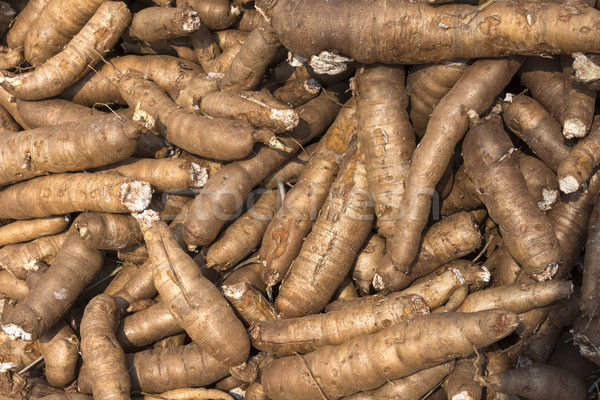 Close-up of a bunch of tapioca roots in a Vietnamese field. Stock photo © Klodien