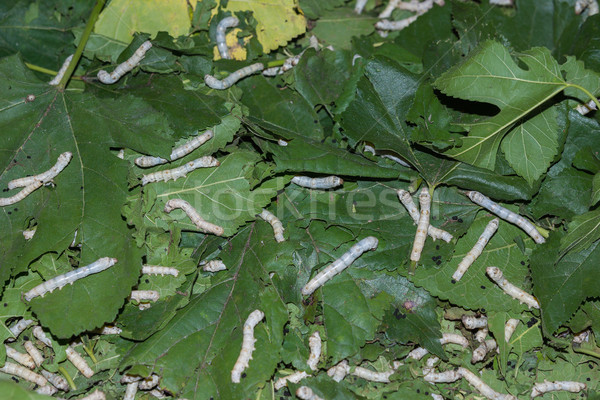 Silkworms feasting on their mulberry leaves. Stock photo © Klodien