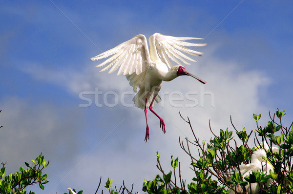 African Spoonbill in Casamance, Senegal, Africa  Stock photo © klublu