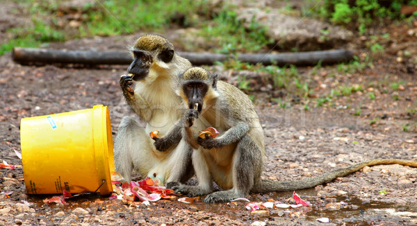 Zöld majom Szenegál Afrika fa utazás Stock fotó © klublu