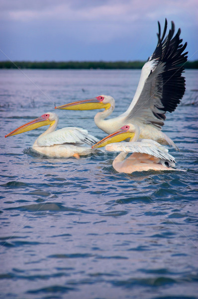 Foto stock: Foto · Senegal · agua · mar · verano · lago