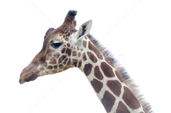 Giraffe closeup Stock photo © KMWPhotography