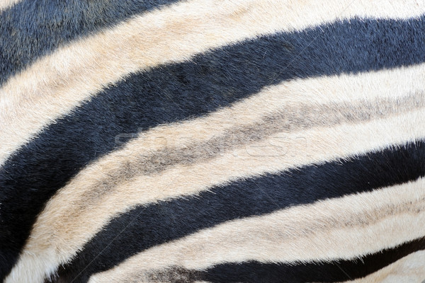 Stock photo: Zebra stripes