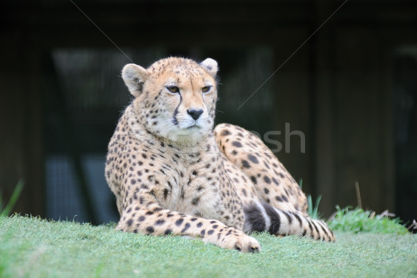 Gepárd fű minta afrikai néz kint Stock fotó © KMWPhotography