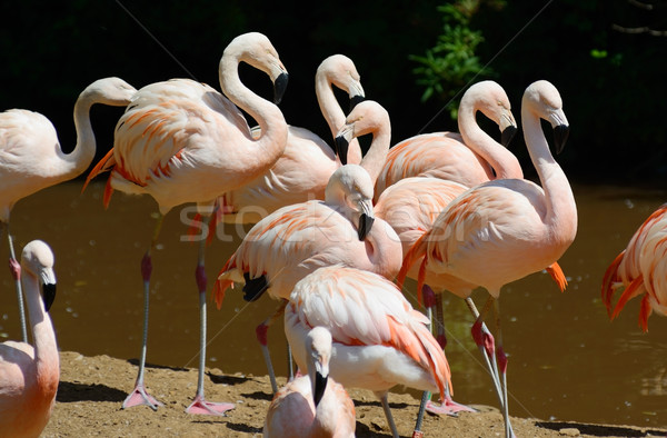 Stockfoto: Zon · meer · naar · kleurrijk · trillend