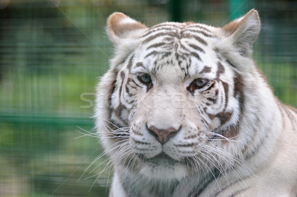 Fehér tigris közelkép fülek hát macska Stock fotó © KMWPhotography