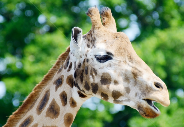Сток-фото: жираф · голову · профиль · продовольствие