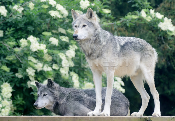 Pair of wolves Stock photo © KMWPhotography