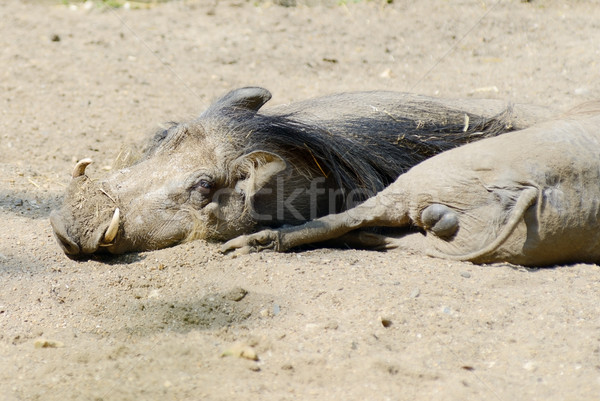 Warthogs Resting Stock photo © KMWPhotography