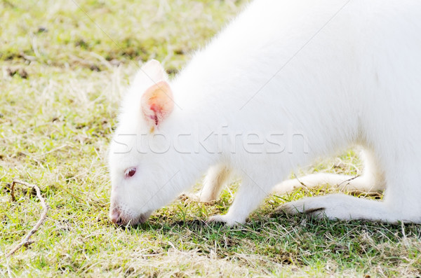 Albínó etetés fehér szőr fű fej Stock fotó © KMWPhotography