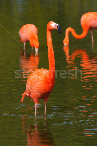 Flamingos in a pool Stock photo © KMWPhotography