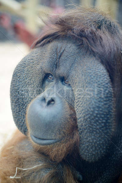 Foto d'archivio: Orangutan · faccia · testa · primo · piano · arancione