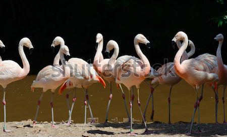 Flamingos On Land Stock photo © KMWPhotography