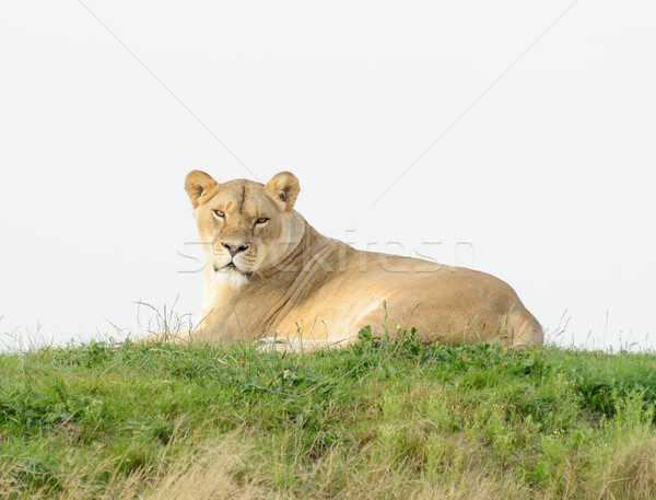 Lioness Evening Sun Stock photo © KMWPhotography