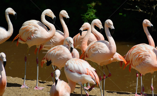 Pink flamingos in group Stock photo © KMWPhotography