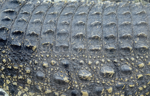 Crocodile closeup abstract of skin Stock photo © KMWPhotography