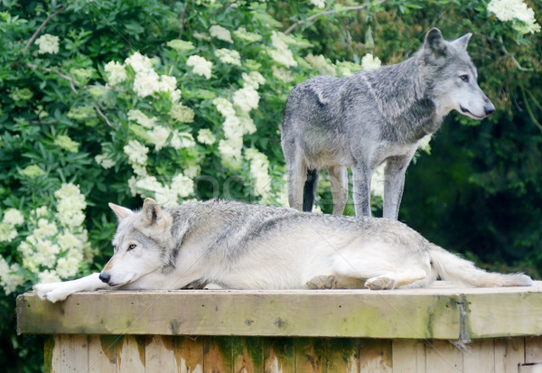 Wolves resting Stock photo © KMWPhotography