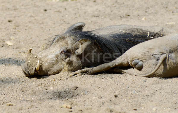 Warthogs Stock photo © KMWPhotography