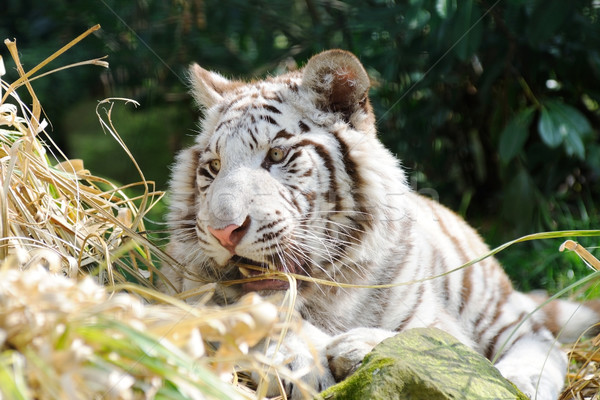 Fehér tigris játékos külső Stock fotó © KMWPhotography