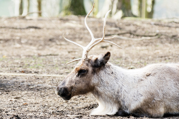 Reindeer resting Stock photo © KMWPhotography
