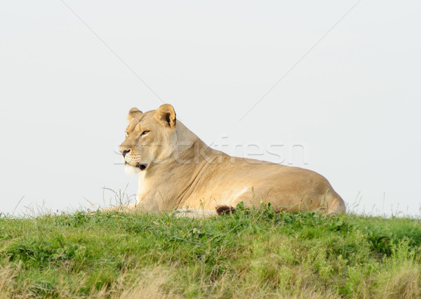 Lioness Tired Stock photo © KMWPhotography