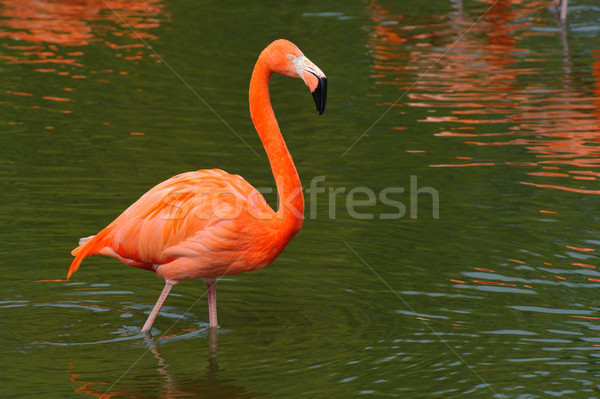 Flamingó sétál víz Stock fotó © KMWPhotography