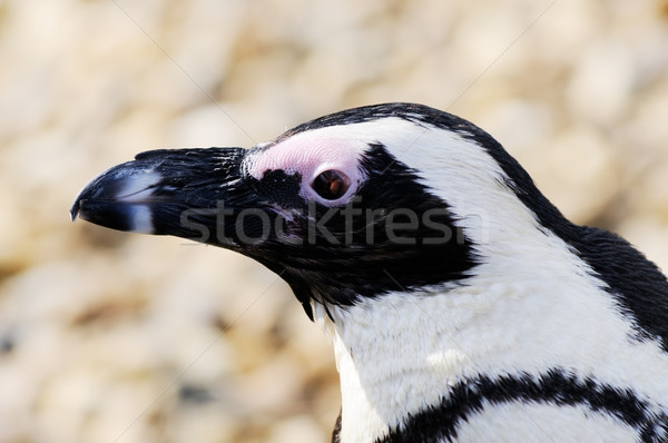 Pinguim perfil luz do sol engraçado animal Foto stock © KMWPhotography