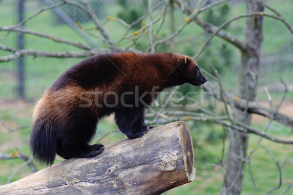 Wolverine on log Stock photo © KMWPhotography