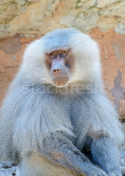 Habeş maymunu erkek kürk detay Stok fotoğraf © KMWPhotography