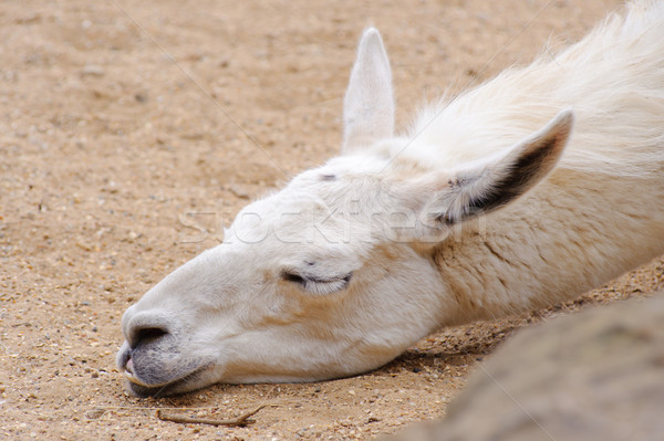 Lama sleeping Stock photo © KMWPhotography