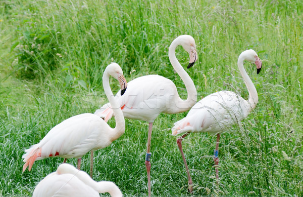 Pink flamingos Stock photo © KMWPhotography