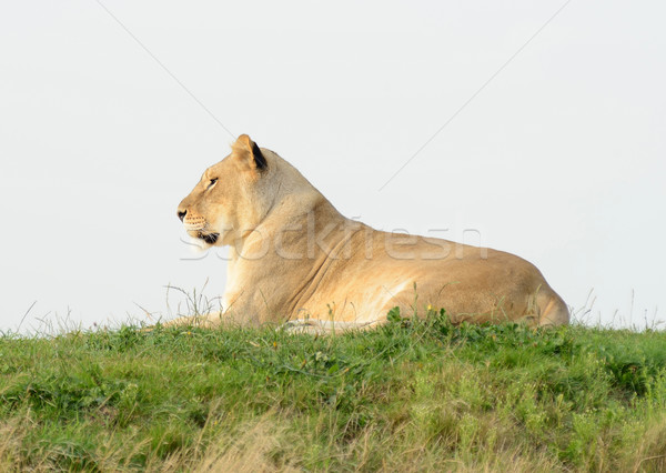 Lioness On Hill Stock photo © KMWPhotography