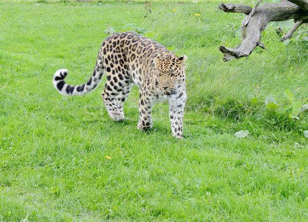 Leopard Stock photo © KMWPhotography