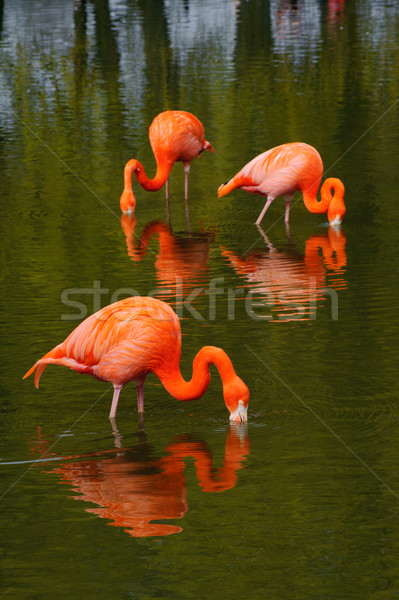 Three flamingos Stock photo © KMWPhotography