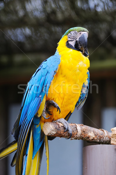 Parrot on one leg Stock photo © KMWPhotography