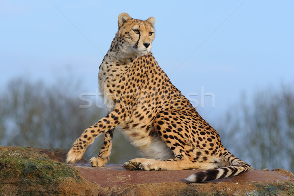 Stock photo: Cheetah Looks Alert