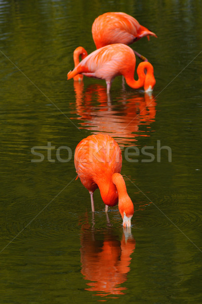 Foto stock: Três · piscina