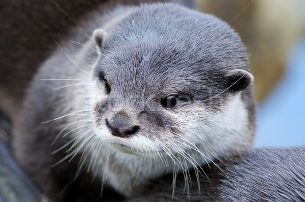 Cute otter Stock photo © KMWPhotography