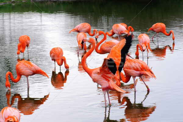 Flamingos feeding and flapping Stock photo © KMWPhotography