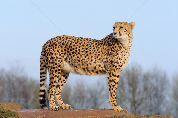 Cheetah naar Maakt een reservekopie permanente rock alleen Stockfoto © KMWPhotography