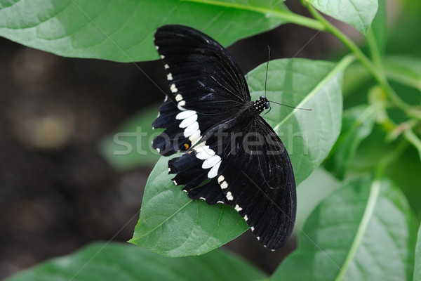 Pillangó Ázsia rovar Stock fotó © KMWPhotography