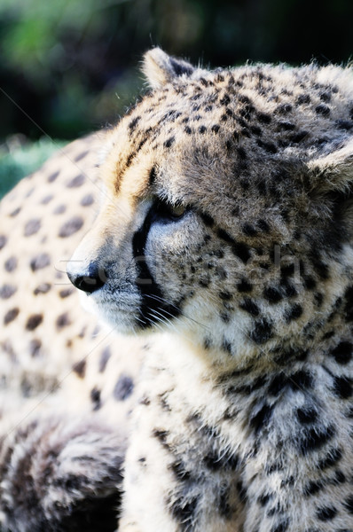Cheetah profiel zonneschijn mooie kijken Stockfoto © KMWPhotography