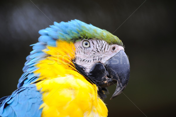 Parrot Stock photo © KMWPhotography