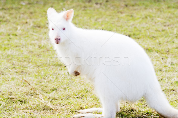 Albínó profil közelkép fehér piros szemek Stock fotó © KMWPhotography
