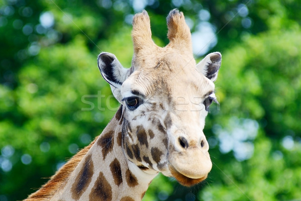 Giraffe closeup Stock photo © KMWPhotography