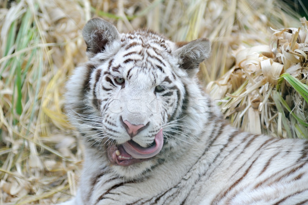 White tiger licks whiskers Stock photo © KMWPhotography