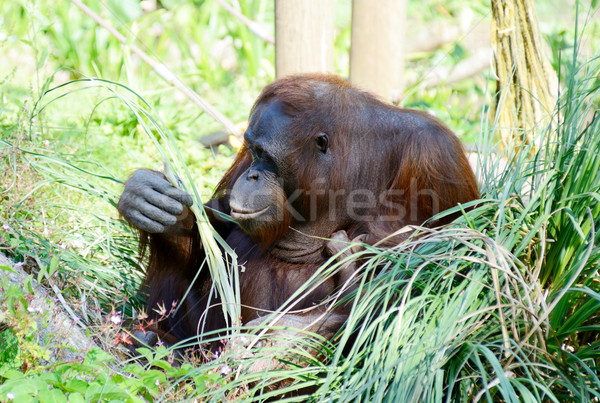 Stock photo: Orangutan mother sitting