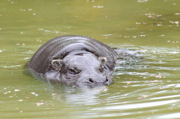 Stock photo: Pygmy hippo has swim