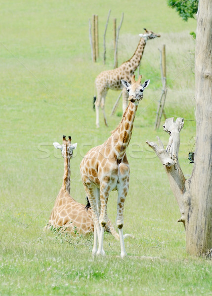 Young giraffe Stock photo © KMWPhotography